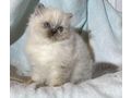 wundersch�ne verschmuste Heilige Birma Kitten - Rassekatzen - Bild 3
