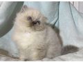 wundersch�ne verschmuste Heilige Birma Kitten - Rassekatzen - Bild 5