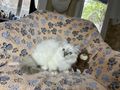 wundersch�ne verschmuste Heilige Birma Kitten - Rassekatzen - Bild 4