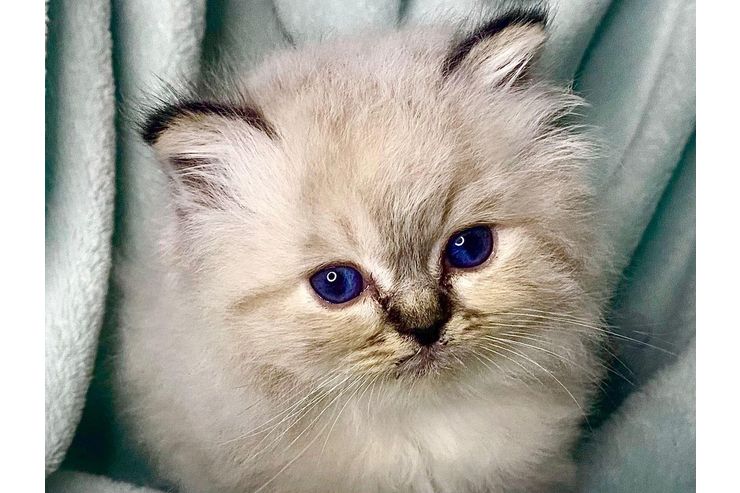 wundersch�ne verschmuste Heilige Birma Kitten - Rassekatzen - Bild 1