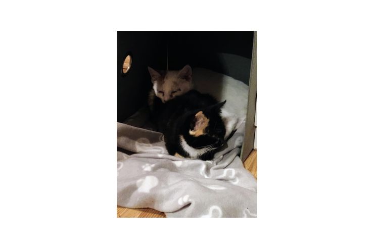 Katze verschenken - Mischlingskatzen - Bild 1
