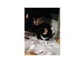 Katze verschenken - Mischlingskatzen - Bild 1