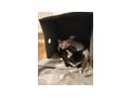 Katze verschenken - Mischlingskatzen - Bild 2