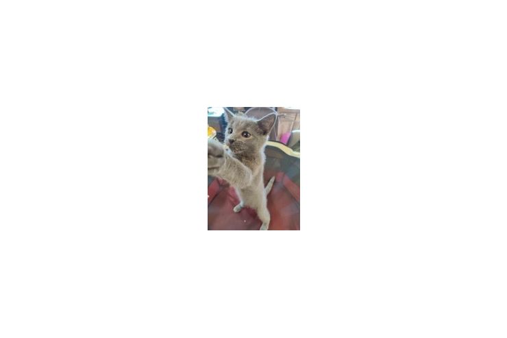3 Kart�user K�tzchen Chartreux - Rassekatzen - Bild 1