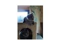 3 Kart�user K�tzchen Chartreux - Rassekatzen - Bild 2