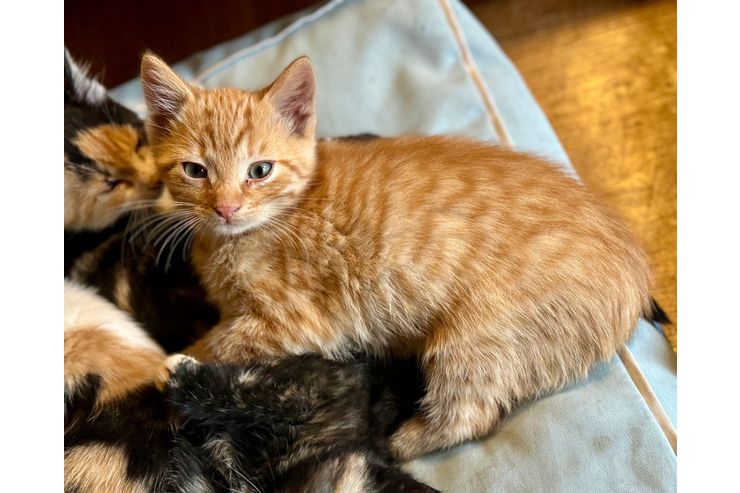 Babykatze - Mischlingskatzen - Bild 1