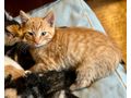 Babykatze - Mischlingskatzen - Bild 1