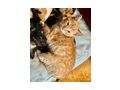 Babykatze - Mischlingskatzen - Bild 2