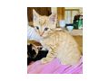 Babykatze - Mischlingskatzen - Bild 3