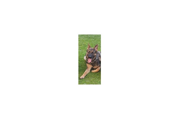 Sch�ferhund - Rassehunde - Bild 1