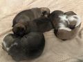 Retro Mops Welpen - Rassehunde - Bild 1