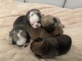 Retro Mops Welpen - Rassehunde - Bild 2