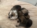 Retro Mops Welpen - Rassehunde - Bild 3