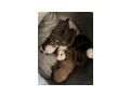 Retro Mops Welpen - Rassehunde - Bild 4