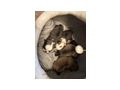 Retro Mops Welpen - Rassehunde - Bild 5