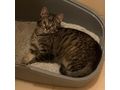 Babykatze liebevolles Zuhause - Mischlingskatzen - Bild 5