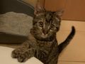 Babykatze liebevolles Zuhause - Mischlingskatzen - Bild 4