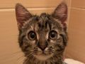 Babykatze liebevolles Zuhause - Mischlingskatzen - Bild 1