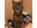 Babykatze liebevolles Zuhause - Mischlingskatzen - Bild 3