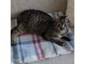 Babykatze liebevolles Zuhause - Mischlingskatzen - Bild 6