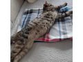 Babykatze liebevolles Zuhause - Mischlingskatzen - Bild 2