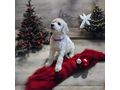 Grosspudel K�nigspudel Welpen - Rassehunde - Bild 1