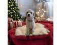 Grosspudel K�nigspudel Welpen - Rassehunde - Bild 2