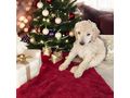 Grosspudel K�nigspudel Welpen - Rassehunde - Bild 3