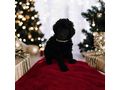 Grosspudel K�nigspudel Welpen - Rassehunde - Bild 4