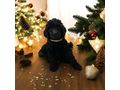 Grosspudel K�nigspudel Welpen - Rassehunde - Bild 5