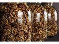 Waln�sse Ernte 2024 vorgetrocknet - Nahrungserg�nzungsmittel - Bild 5