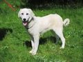 Snow Lady Familie Liebhaben - Mischlingshunde - Bild 2