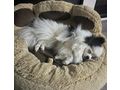 Pomeranian - Rassehunde - Bild 2