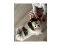 Pomeranian - Rassehunde - Bild 3
