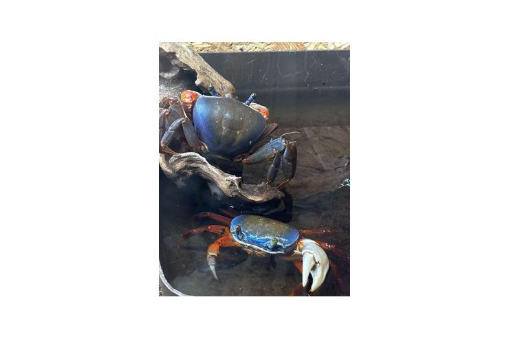 Harlekin Krabben - Fische - Bild 1
