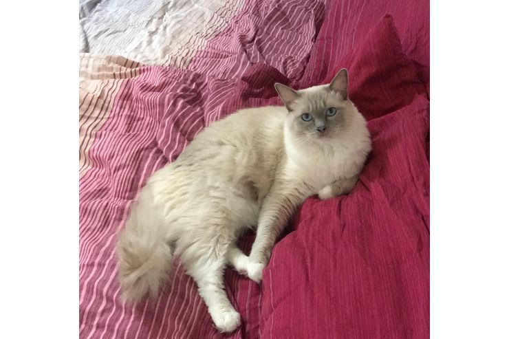Wundersch�ne Ragdoll Dame Zuhause - Rassekatzen - Bild 1