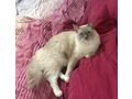Wundersch�ne Ragdoll Dame Zuhause - Rassekatzen - Bild 1