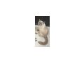 Wundersch�ne Ragdoll Dame Zuhause - Rassekatzen - Bild 2