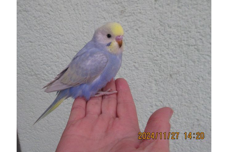 Handzahme Rainbow Wellensittiche Babys - Sittiche - Bild 1