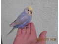 Handzahme Rainbow Wellensittiche Babys - Sittiche - Bild 1