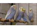 Handzahme Rainbow Wellensittiche Babys - Sittiche - Bild 2
