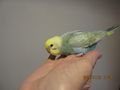 Handzahme Rainbow Wellensittiche Babys - Sittiche - Bild 3