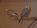 Handzahme Rainbow Wellensittiche Babys - Sittiche - Bild 5