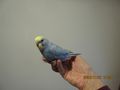 Handzahme Rainbow Wellensittiche Babys - Sittiche - Bild 6