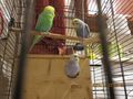 Handzahme Rainbow Wellensittiche Babys - Sittiche - Bild 8