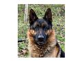 Bleky ben�tigt DRINGEND Zuhause NOTFALL - Mischlingshunde - Bild 1