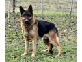 Bleky ben�tigt DRINGEND Zuhause NOTFALL - Mischlingshunde - Bild 2