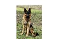 Bleky ben�tigt DRINGEND Zuhause NOTFALL - Mischlingshunde - Bild 3