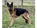 Bleky ben�tigt DRINGEND Zuhause NOTFALL - Mischlingshunde - Bild 4