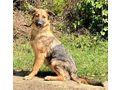 Manda Teil IHRER Familie - Mischlingshunde - Bild 2